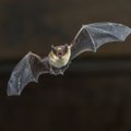 Į namus įskrido šikšnosparnis? Štai, ką reikėtų daryti