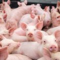Europos Komisijos priekaištai Lietuvai: viena bėdų – kiaulių uodegų karpymas