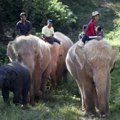 Mianmare drambliai albinosai ėmėsi globoti juodą dramblio jauniklį