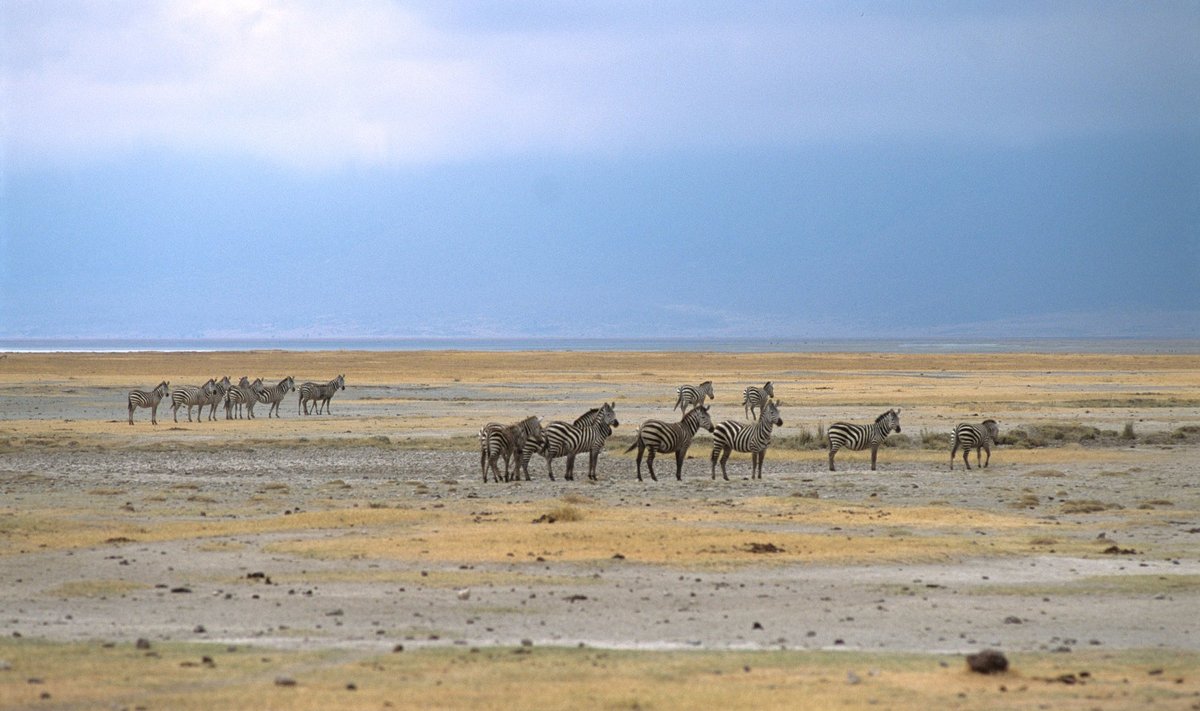 Ngorongoro nacionalinis parkas