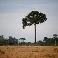 Milijardinio turto paveldėtojas nori perauklėti ūkininkus