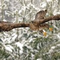 Geriausia Lietuvos gamtos fotografija - suopis prieš žiemos pūgą