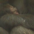 Londono zoologijos sode gimė gorilos jauniklis