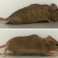 Tai gali būti revoliucija paralyžiaus gydyme: pelė pradėjo vaikščioti po visiškos nugaros smegenų traumos