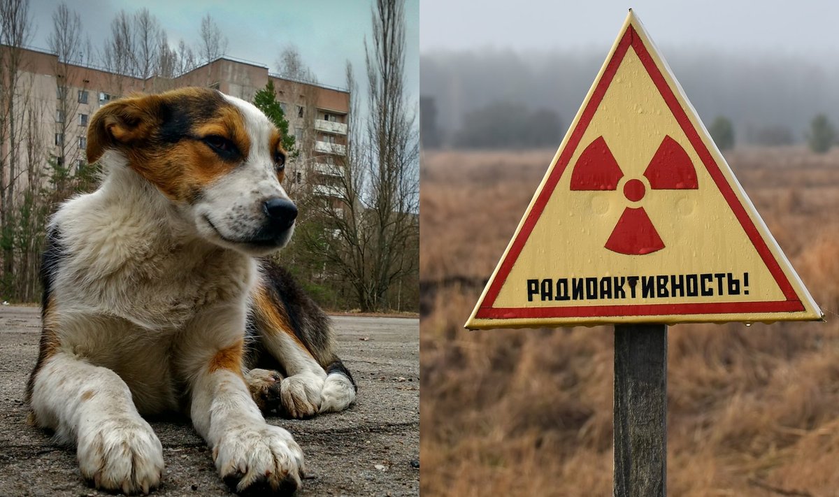 Šunys Černobylio apylinkėse dauginasi sėkmingai.