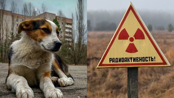 Genetikai ištyrė, kas nutiko Černobylyje gyvenantiems šunims dėl nuolatinio radiacijos poveikio
