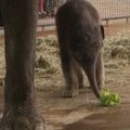 Berlyno zoologijos sode pristatytas trijų dienų amžiaus drambliukas