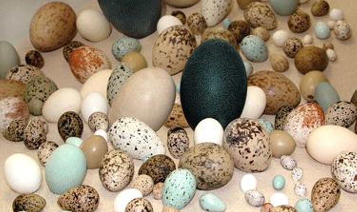 Kiaušinių paroda T.Ivanausko zoologijos muziejuje