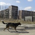 Neatsispiria pagundai ūkininkauti Černobylio zonos pakraščiuose