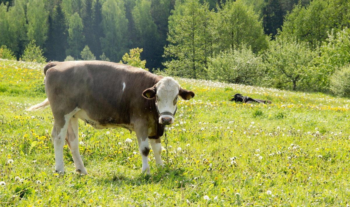 Karvė ganosi pievoje