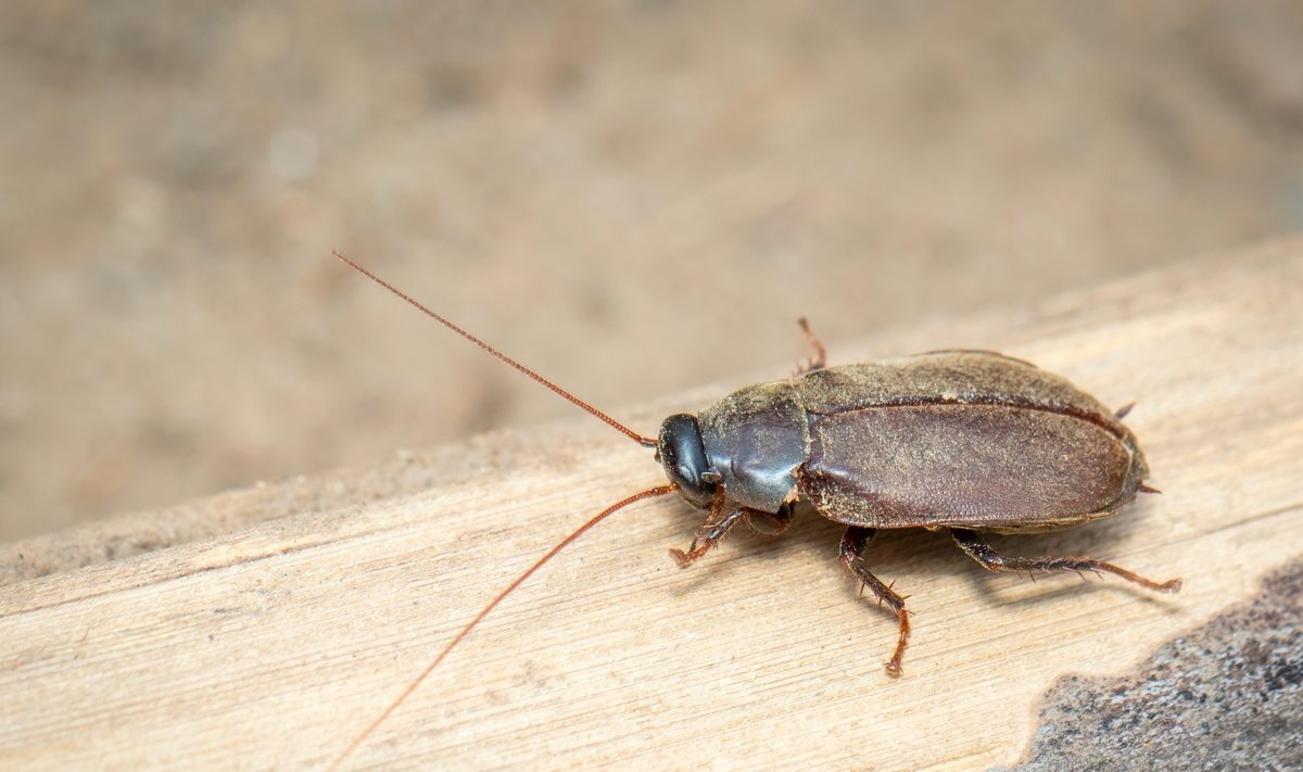 Diploptera punctate tarakonas Shutterstock