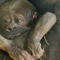 Čikagos zoologijos sodas pasipildė nauja gyventoja – gorilos jaunikle