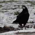 Palankiausios kovo dienos darbams sode ir darže pagal Mėnulio kalendorių