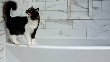 Ekspertai pataria: 3 pagrindinės taisyklės, padėsiančios įpratinti katę atlikti reikalus dėžutėje