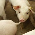 Глава ветеринарной службы: свиная чума в Литве распространяется