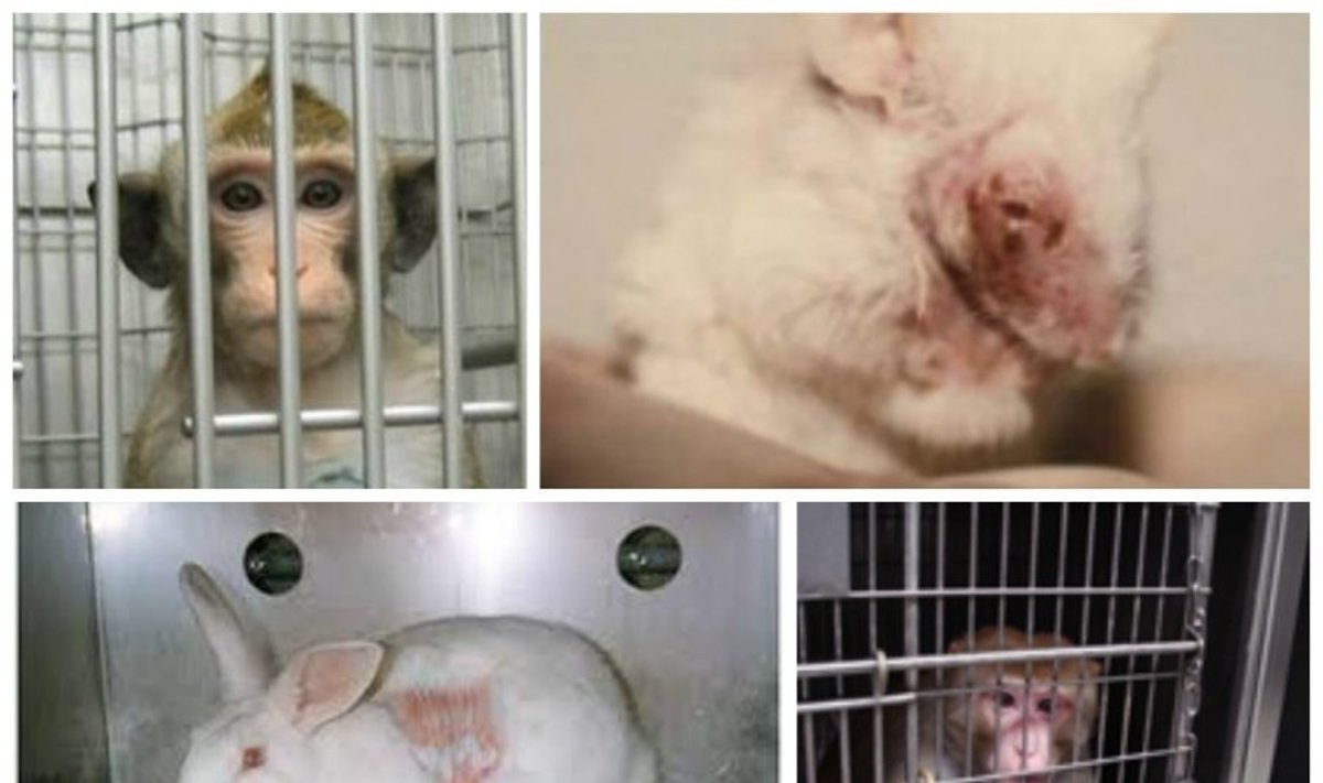 Organizacijos PETA slapta darytų  nuotraukų koliažas