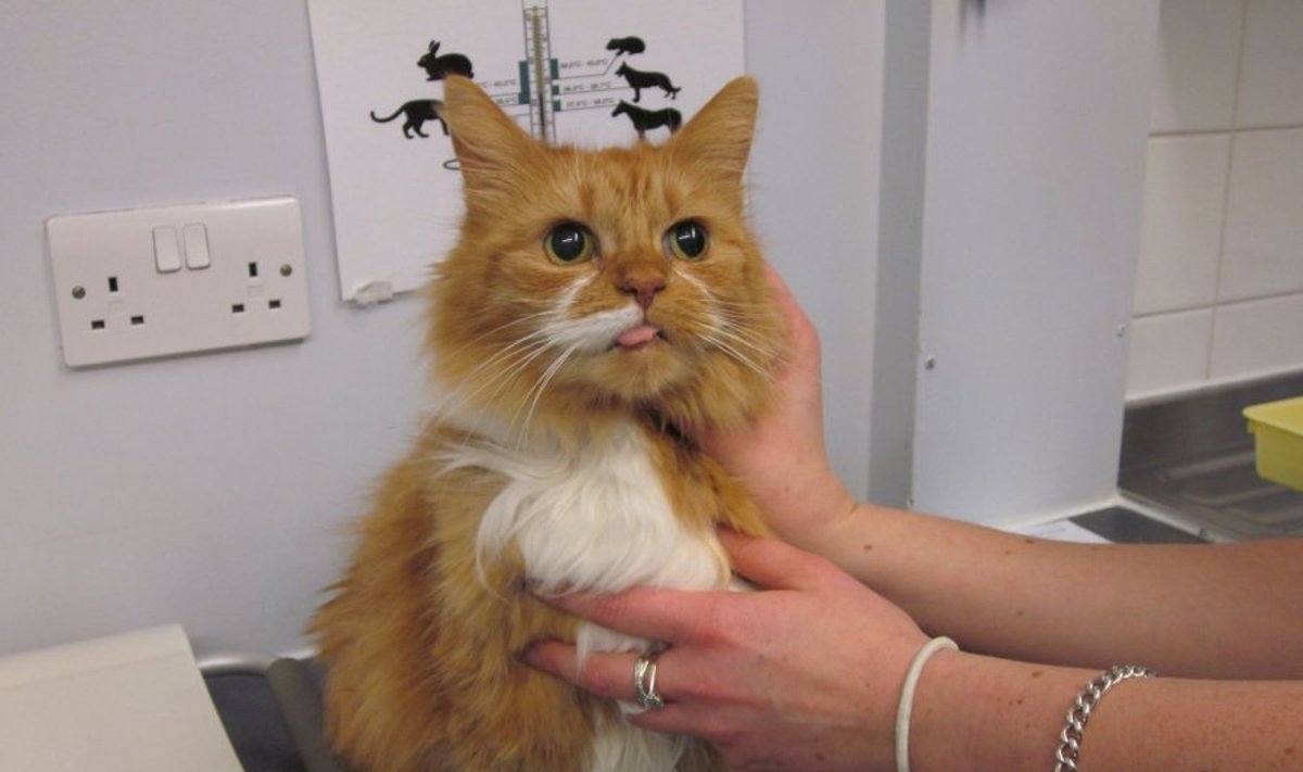 Katė pas veterinarą