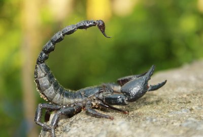  Skorpionas