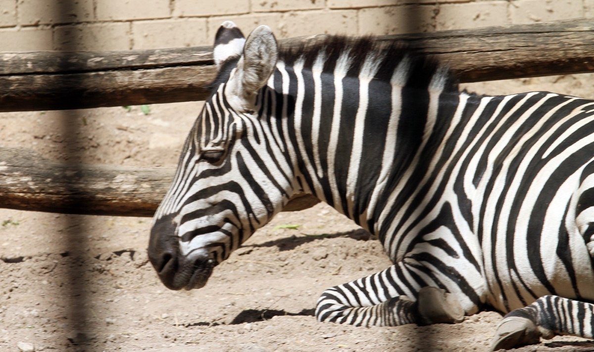 Lietuvos zoologijos sodo zebras