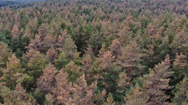 Viename Lietuvos regionų sparčiai plinta pušų kenkėjas: primena, ką daryti su medžiais