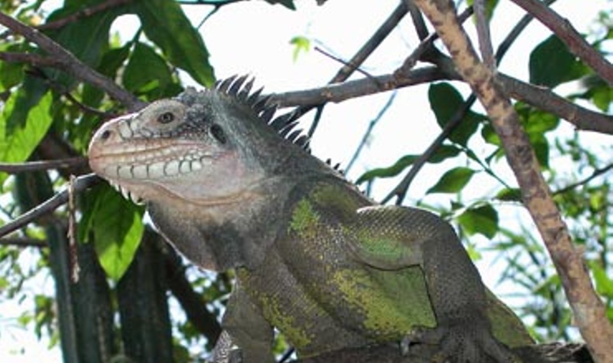 Laukinė iguana Šv. Baltramiejaus saloje, Gvadelupėje.