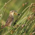 Lietuvoje vėl pasigirdo nykstančių paukščių giesmė