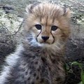 Gepardų jaunikliai sužavėjo Tokijo zoologijos sodo lankytojus