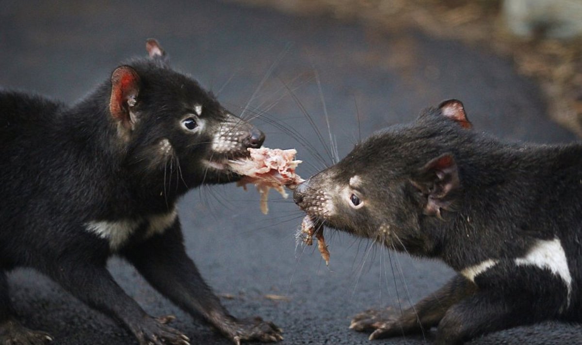 Du Tasmanijos velniai pešasi dėl šviežios mėsos Sidnėjaus Tarongos zoologijos sode 
