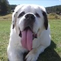 Ilgiausią liežuvį turintis šuo pateko į Guinnesso pasaulio rekordų knygą
