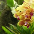 Niujorko botanikos sode - įspūdinga orchidėjų paroda