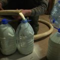 Šilalės rajono ūkininkė antrą dieną pieną dalija dykai – žmonės važiuoja iš visos Žemaitijos