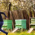 Vagių įžūlumas Raseiniuose: aviliai vagiami su visomis bitėmis