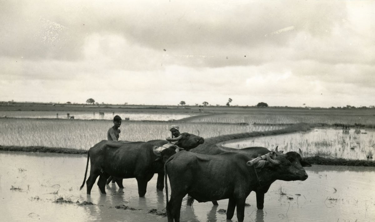 Ryžių augintojai su buivolais ryžių lauke netoli Gushkaros, Bengalijoje, 1944 m