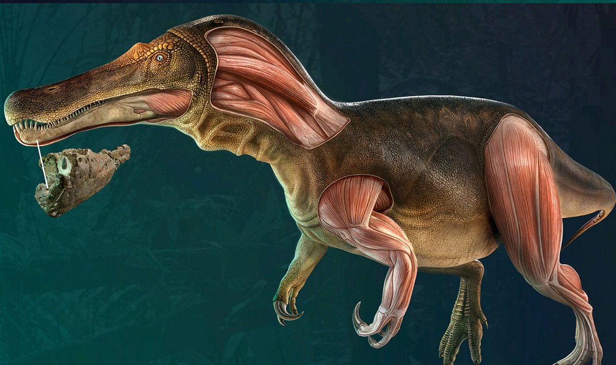 Didžiulis dinozauras į krokodilo panašiu snukiu, aptiktas Vaito saloje