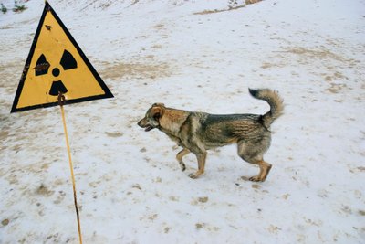 Šunys Černobylio apylinkėse dauginasi sėkmingai.