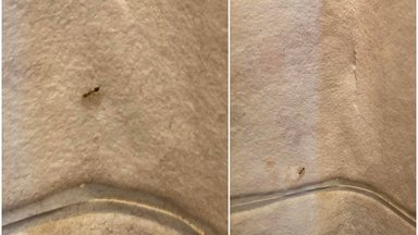 Vilnietės butą užpuolė miniatiūrinės skruzdėlės: gamtininkas įspėja – kelia daug problemų, o išnaikinti sunku