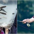 Lietuvos žūklės museline meškere čempionatas: aukso vertės žuvys ir neįprastos rungtys