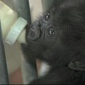 Sinsinačio zoologijos sode gorilos jauniklę augina žmonės