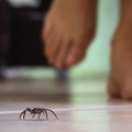 Šie gyviai gyvena kiekvieno iš mūsų namuose: biologas papasakojo, kokių problemų žmonėms pridaro vorai
