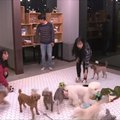Pietų Korėjoje sparčiai populiarėja šunims skirtas darželis