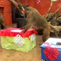 Zoologijos sodo gyventojai išpakuoja kalėdines dovanas