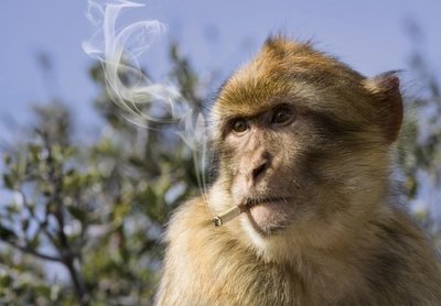 Rūkanti beždžionė