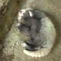 Japonijos zoologijos sode pasaulį išvydo raudonosios pandos mažylis