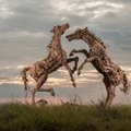 Į krantą išmestą medį menininkas paverčia įspūdingais gyvūnais