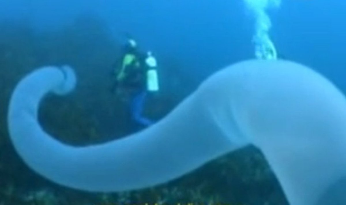 Narams pavyko nufilmuoti 30 metrų ilgio švytintį vamzdžio pavidalo jūrų gyvį 