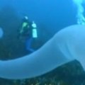 Narams pavyko nufilmuoti 30 metrų ilgio švytintį vamzdžio pavidalo jūrų gyvį