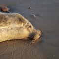Baltijos jūra į krantą išmetė didžiulį negyvą ruonį