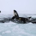 Kanadoje po ledu įstrigo tuzinas orkų