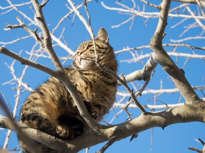 Katė medyje