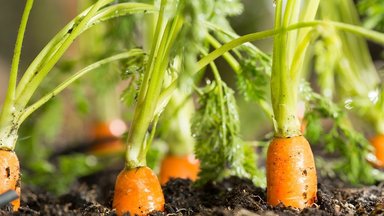 Kodėl morkos užauga nesaldžios: daržininkai pasidalijo naudingais patarimais
